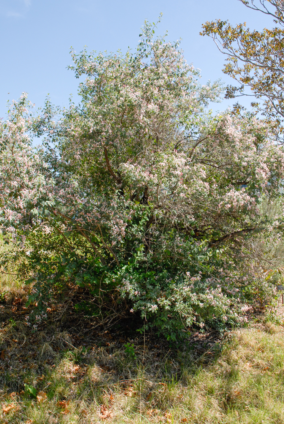 Blue Velvet Honeysuckle